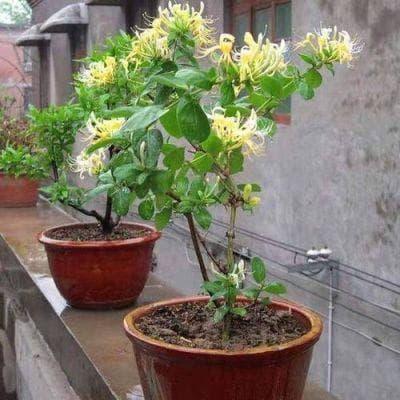 金银花的养护和注意事项？金银花花卉如何养殖