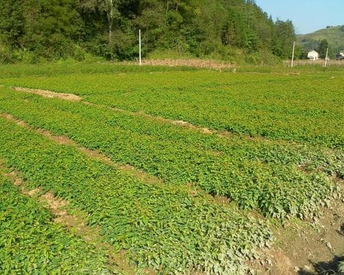黄精的种植条件和气候要求（掌握黄精种植的关键，助力丰收）