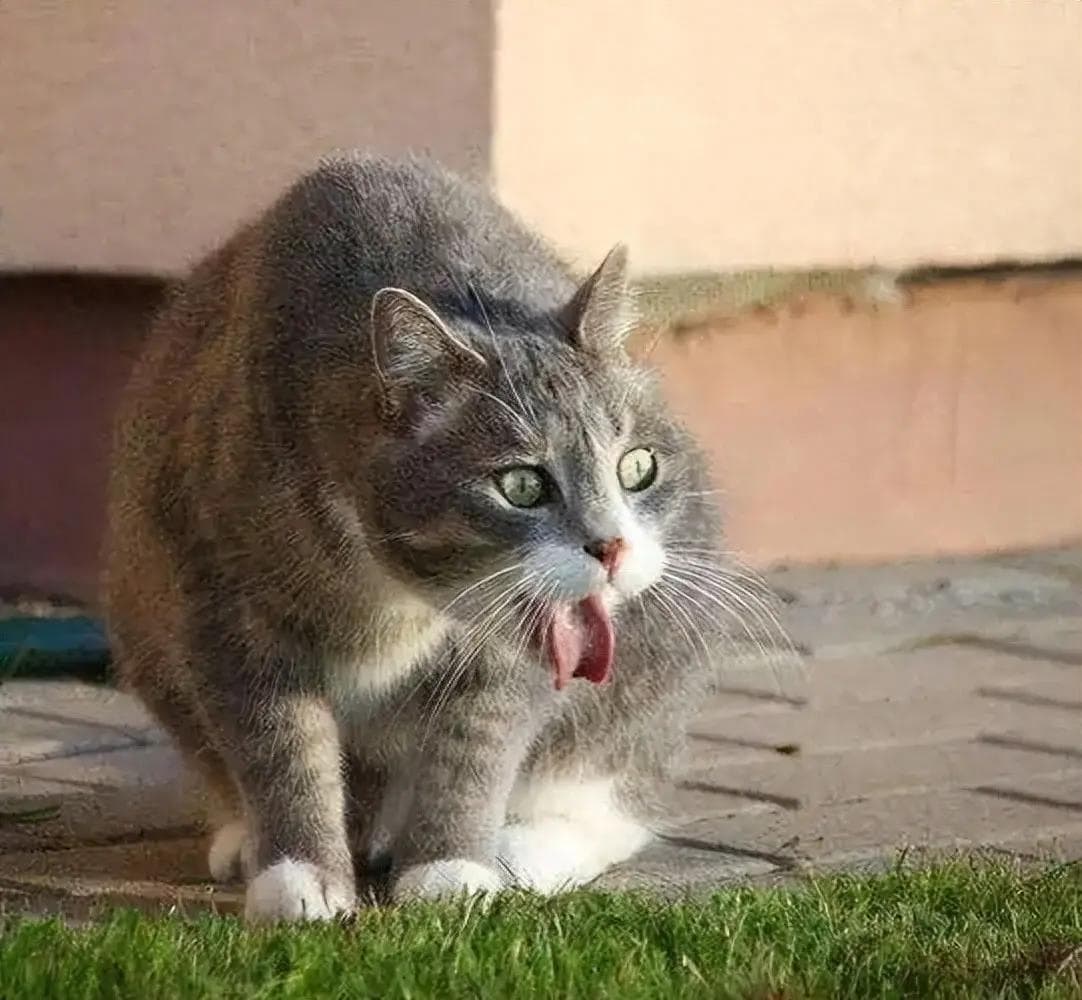 猫咪呕吐未消化食物？可能的原因与解决办法全解析！