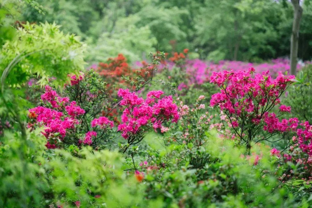 一起认识音乐里的“花”样旋律