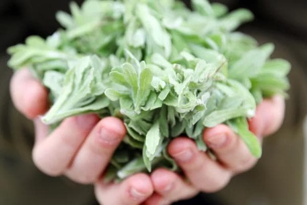 清明菜用什么土种植？教你从土壤到收获的完整种植指南