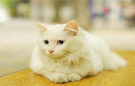 为什么猫喜欢趴在地上？处理方法与注意事项全解析