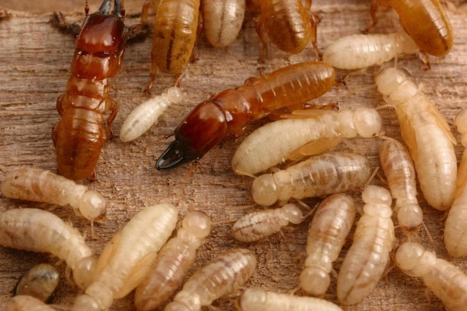 95%的成功率：科学家开发出更有效、无毒的新方法来杀灭白蚁