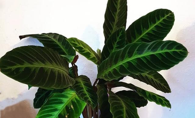 15种耐阴花卉推荐（打造阴暗角落的绿色空间）