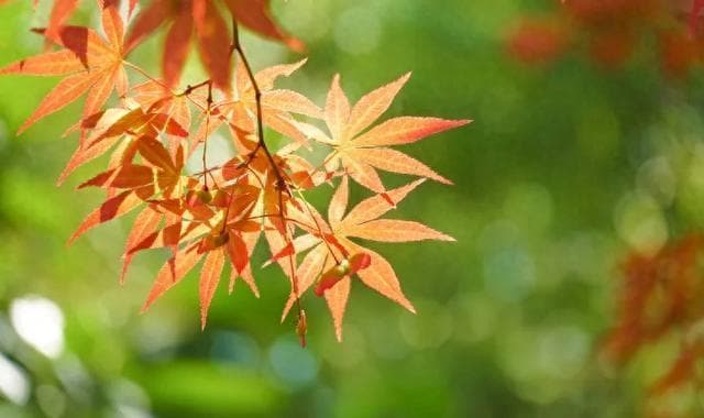 科普｜金秋时节如何应对支气管炎？