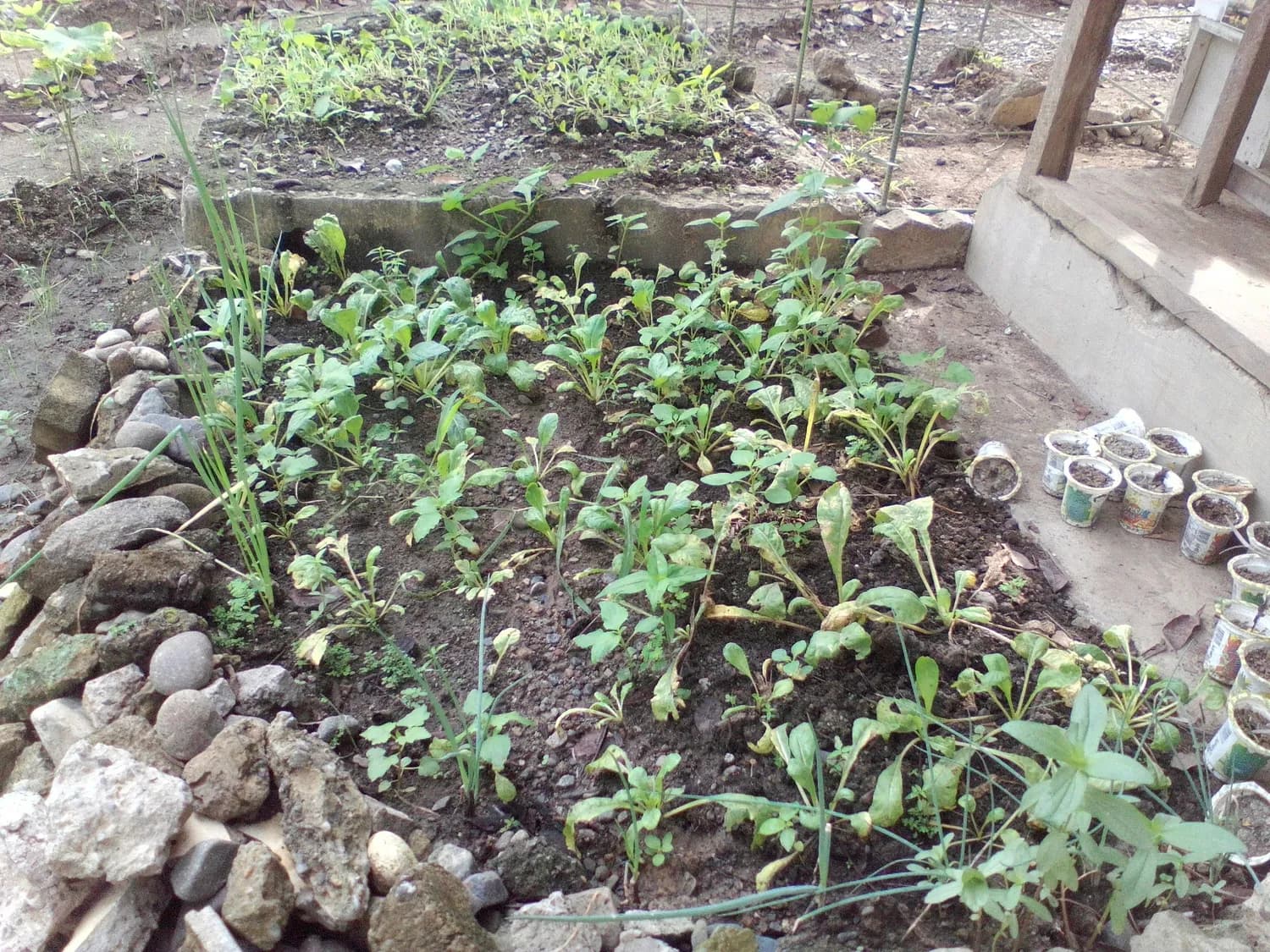 香菜种植与食用安全指南
