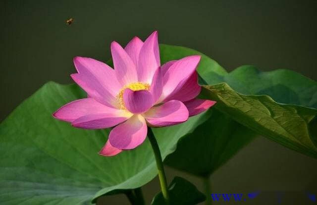水芙蓉的盆栽养殖方法：从选盆到养护的完整指南