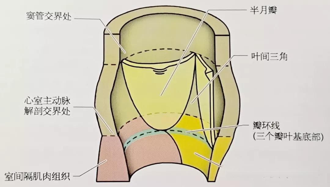 主动脉根部应用解剖