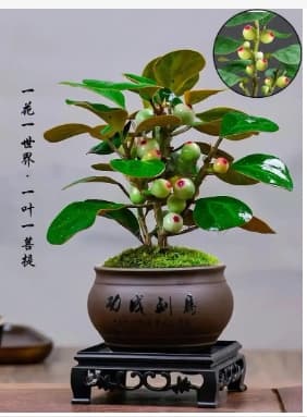 小叶菩提树养护全攻略：从环境到病虫害防治的全方位指南