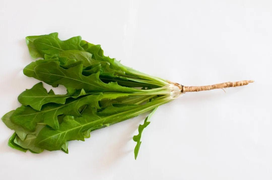 春季养生：蒲公英和茵陈的功效与食用方法