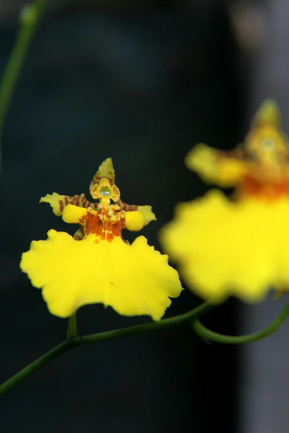 珍稀兰花大赏：黄蝉兰、皇后兰、石斛兰