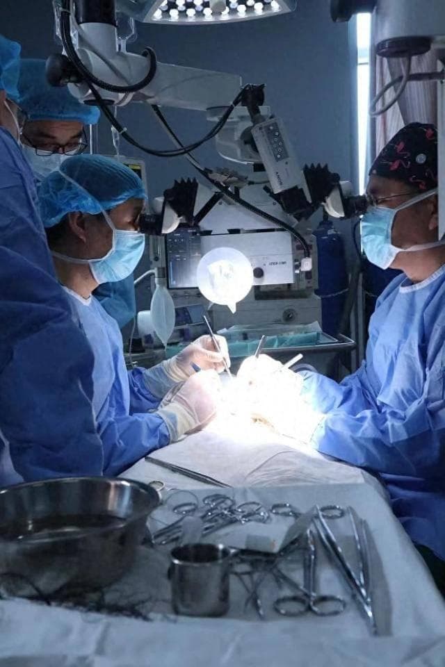 国内首次！基因编辑猪肾移植在猕猴体内存活超过半年