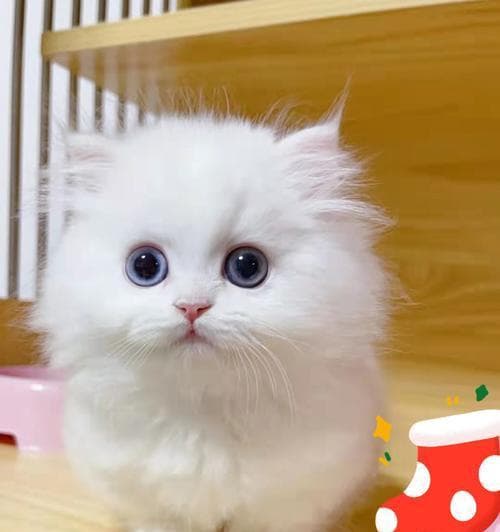 以猫常规检查为主题的宠物健康管理知识（全面掌握宠物健康状况）