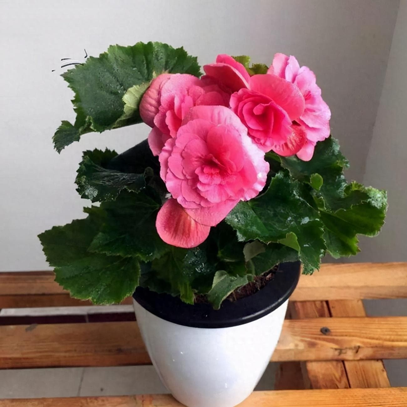 如何自制生根水（花卉生根水的配制方法分享）
