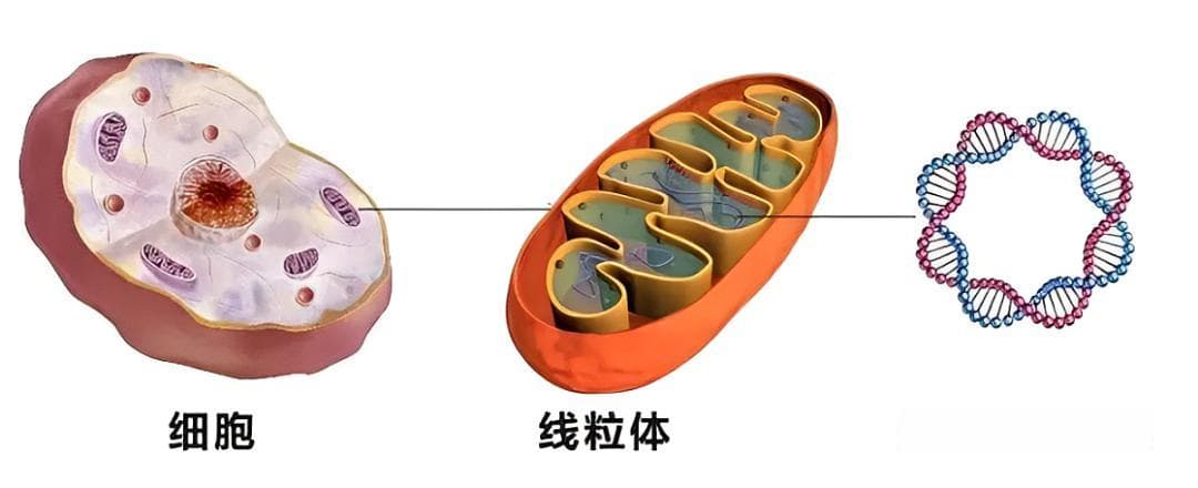 疾病研究的终点是“线粒体”？NAD+重塑线粒体“年轻态”