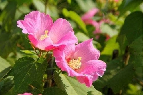 元代萨都剌《芙蓉曲》赏析：人如花，花似人