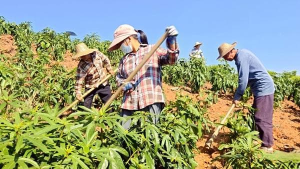 桂平：中药材产业发展势头强劲 助力乡村振兴“好钱景”
