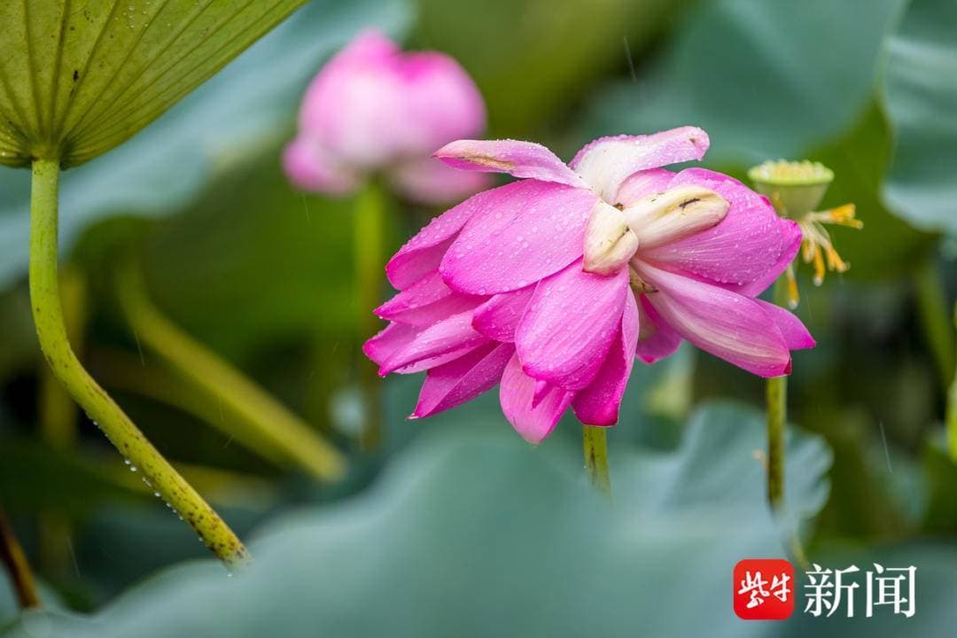 1500年前，并蒂莲花开南京