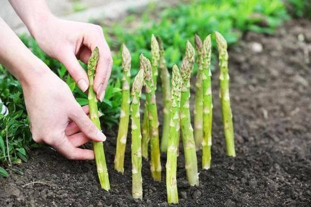 芦笋种植全攻略：从土壤准备到采收留养，详解种植关键环节