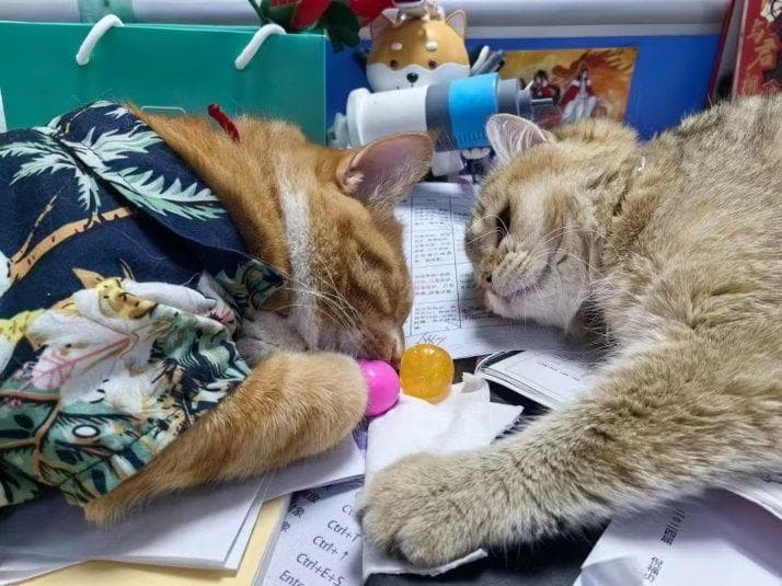 【科普】学会纠正犬猫咬人习惯  为自己和他人安全负责
