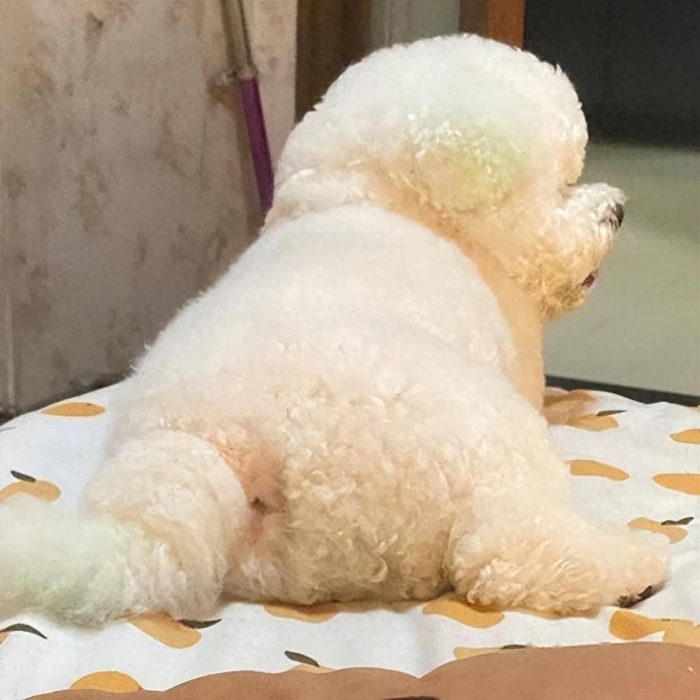 专家解析：比熊犬偏瘦的原因与科学养护方法