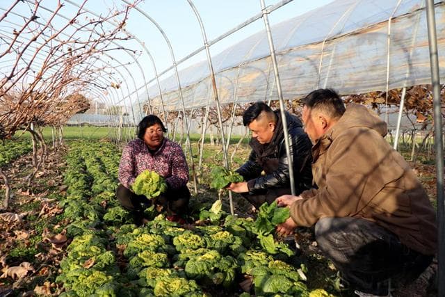 生态农业新探索：套种养殖双增收