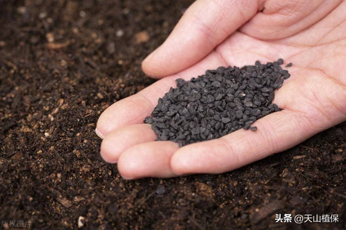 腐植酸的重点作用是什么