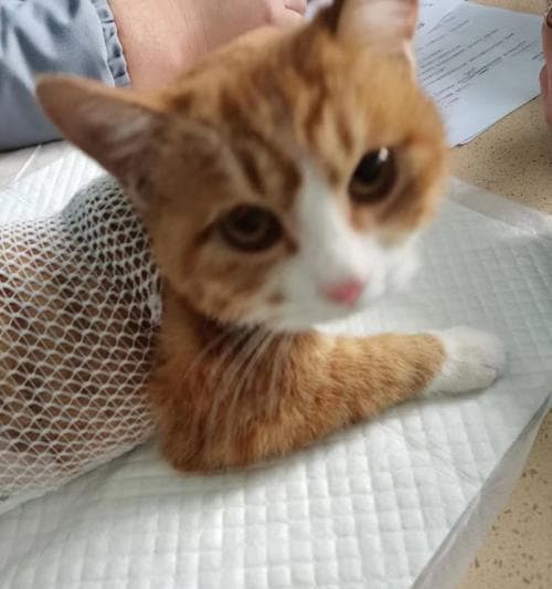 小猫过敏该如何处理（宠物过敏应对策略分享）