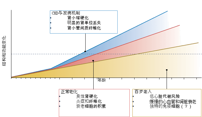 百岁老人的肾脏健康：对健康老龄化的启示