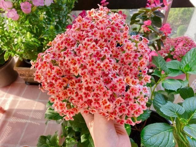 立冬前，需要“修剪”的10种花，剪后“生长旺盛，开花能翻倍”
