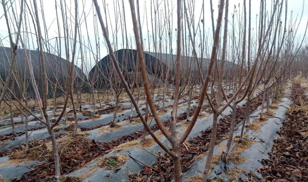 七月樱桃树的管理要点是什么？如何提高樱桃产量？