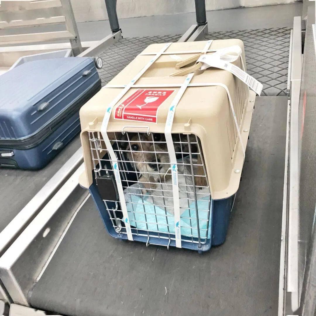 宠物航空托运指南：从准备到登机的全流程解析