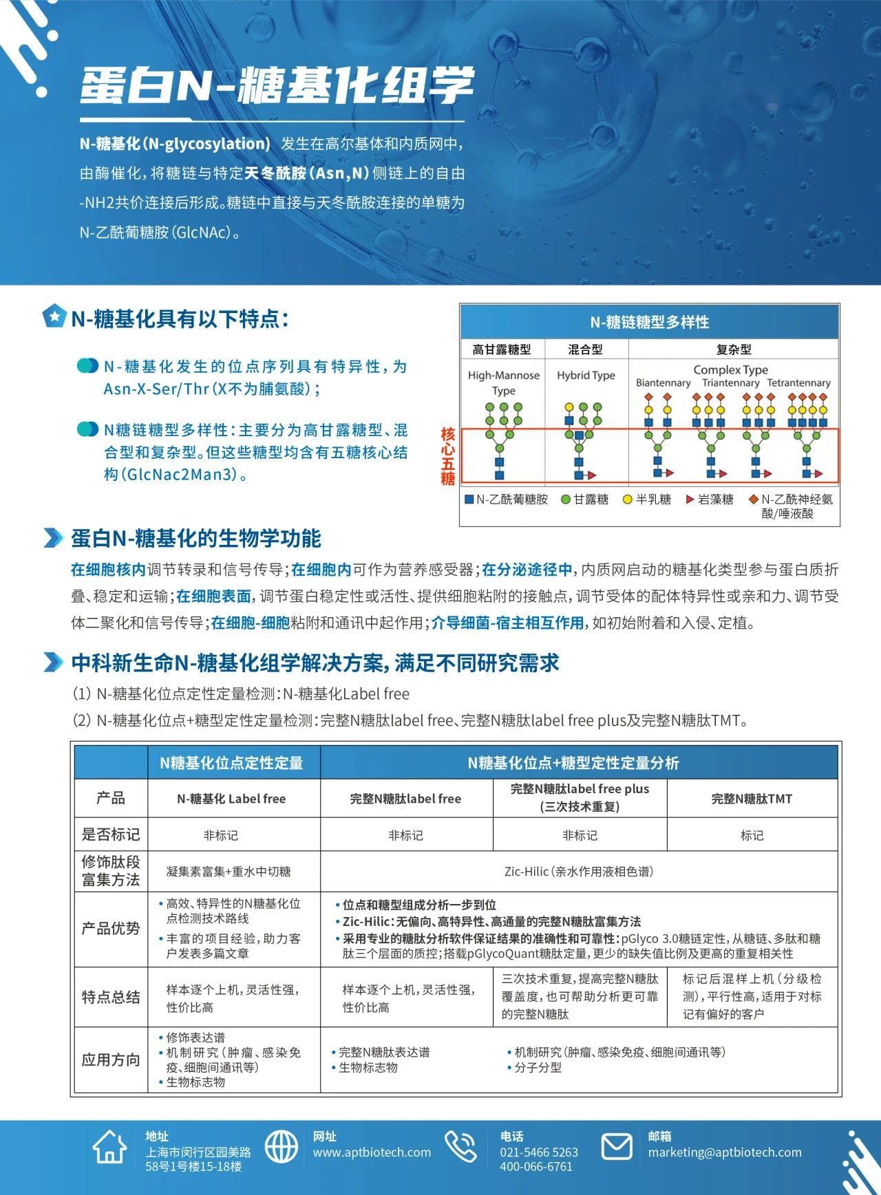 N-糖基化在肿瘤转移中的作用机制
