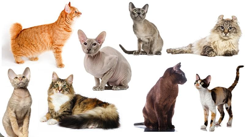 世界十大禁养名猫图鉴：这些野生猫科动物正面临生存危机