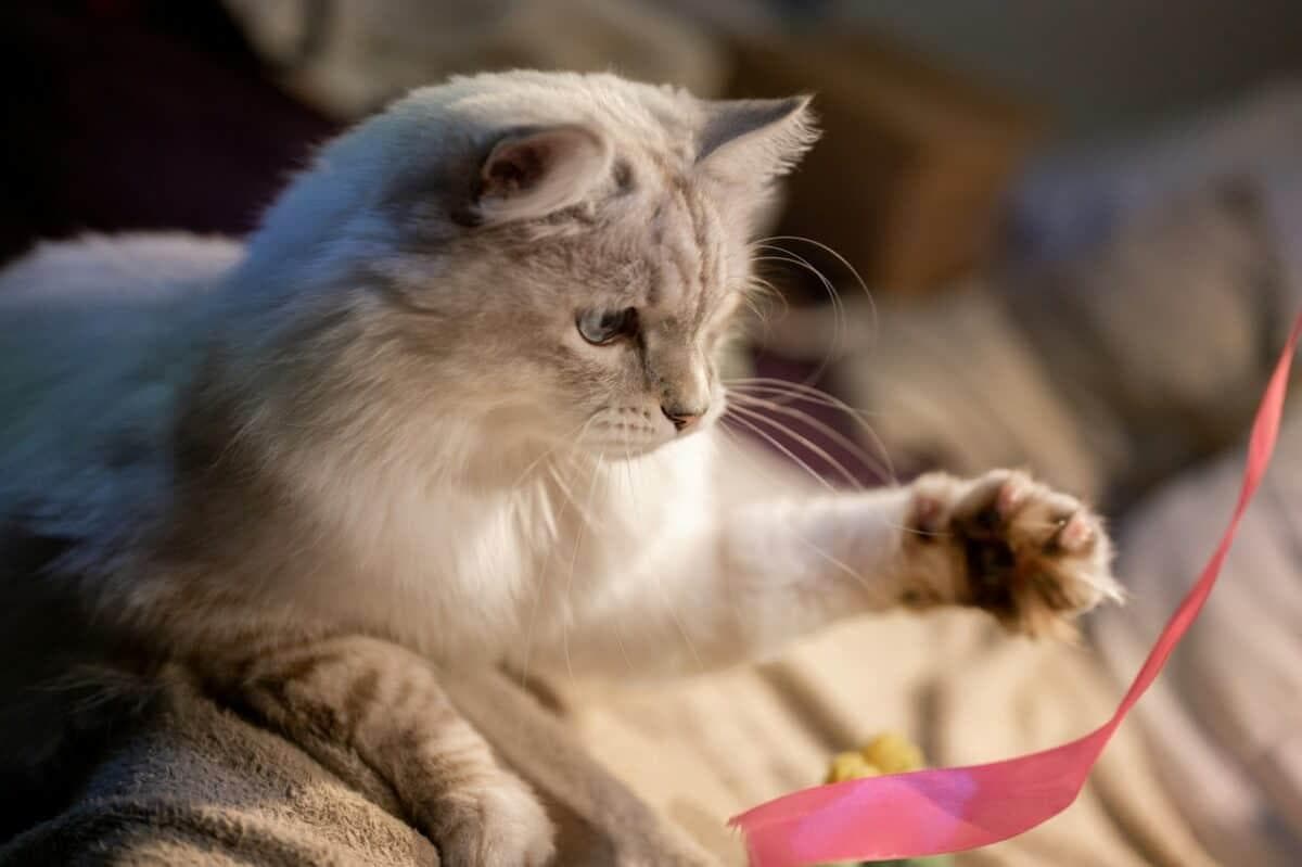 让家猫开心的 13 种方法