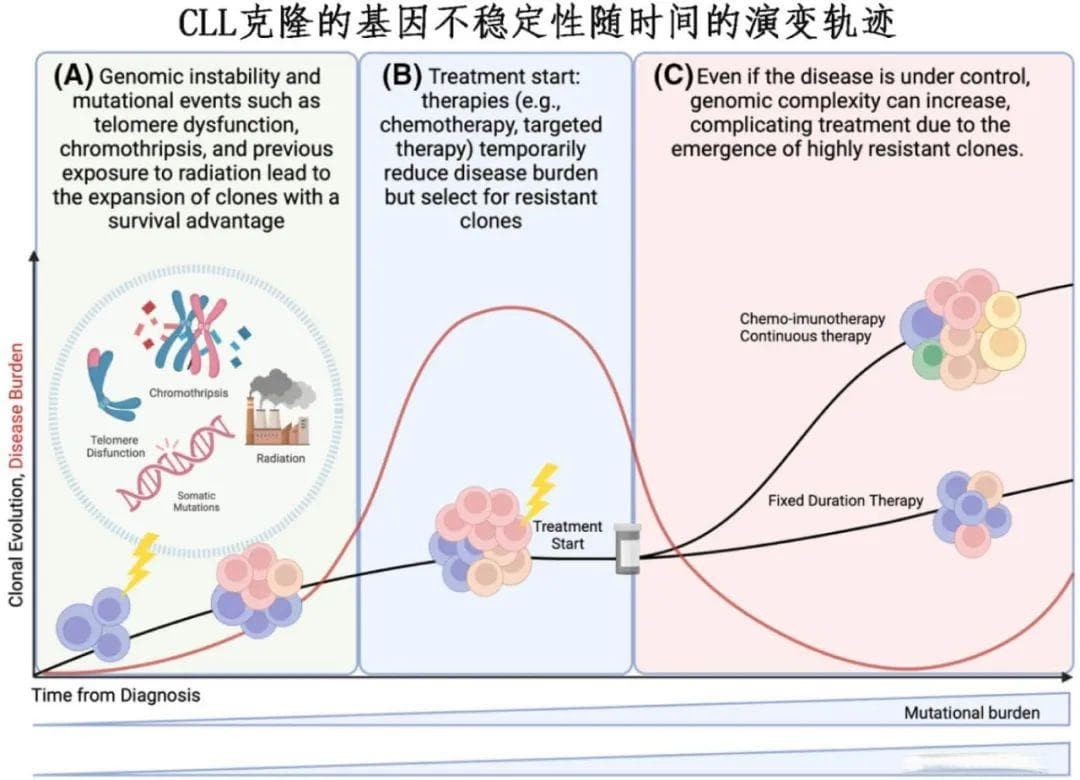 复杂核型慢性淋巴细胞白血病的治疗策略
