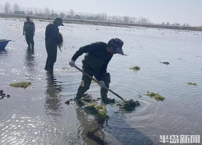 水下绿色生态养殖时代悄然来青！ 160吨水草根植淤泥，静待“水清蟹肥”