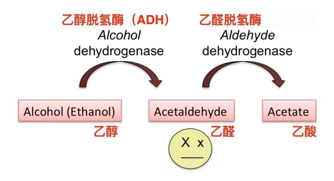 酒量好不好，基因说了算！