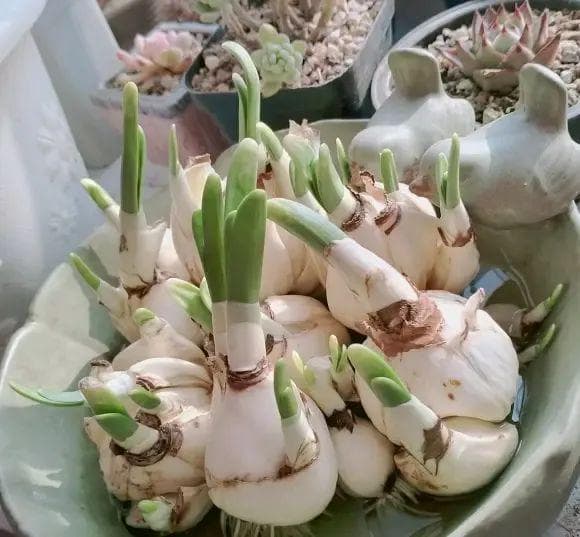 养水仙花，教你一招，“花随人意”，想让它啥时开，就啥时开