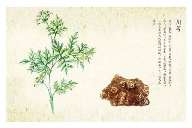 中药川芎：活血行气之良药
