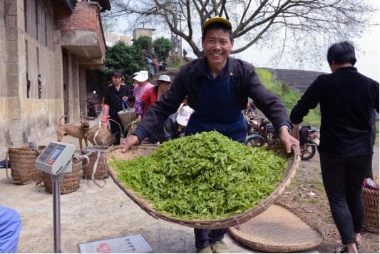 重庆巴南区二圣镇：茶梨渔花四大产业助力乡村振兴