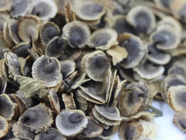 蜀葵怎么养最好 开花美丽赶紧种一盆吧