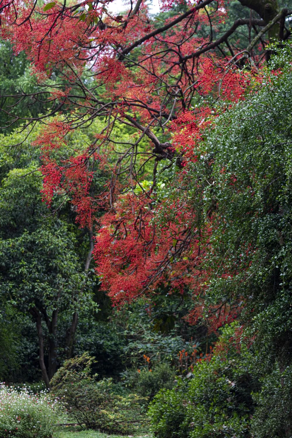 冬日赏花：华南植物园的火焰树美景