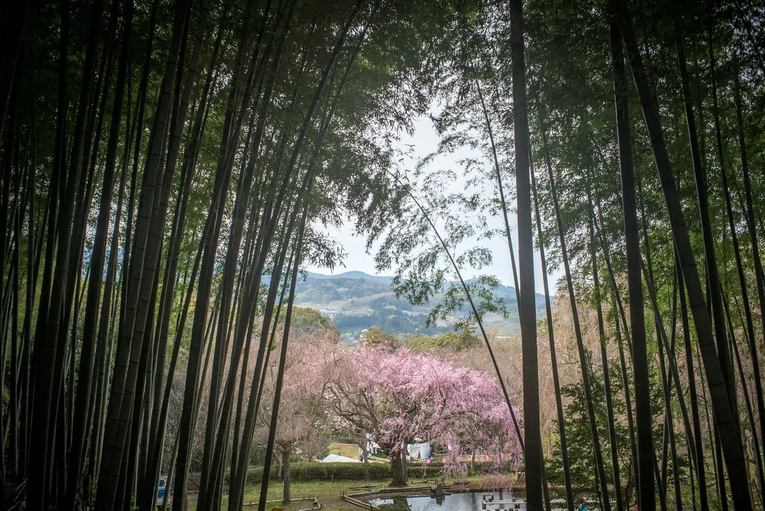 杭州西溪湿地一日游完美攻略：从地铁出发，畅游城市绿洲