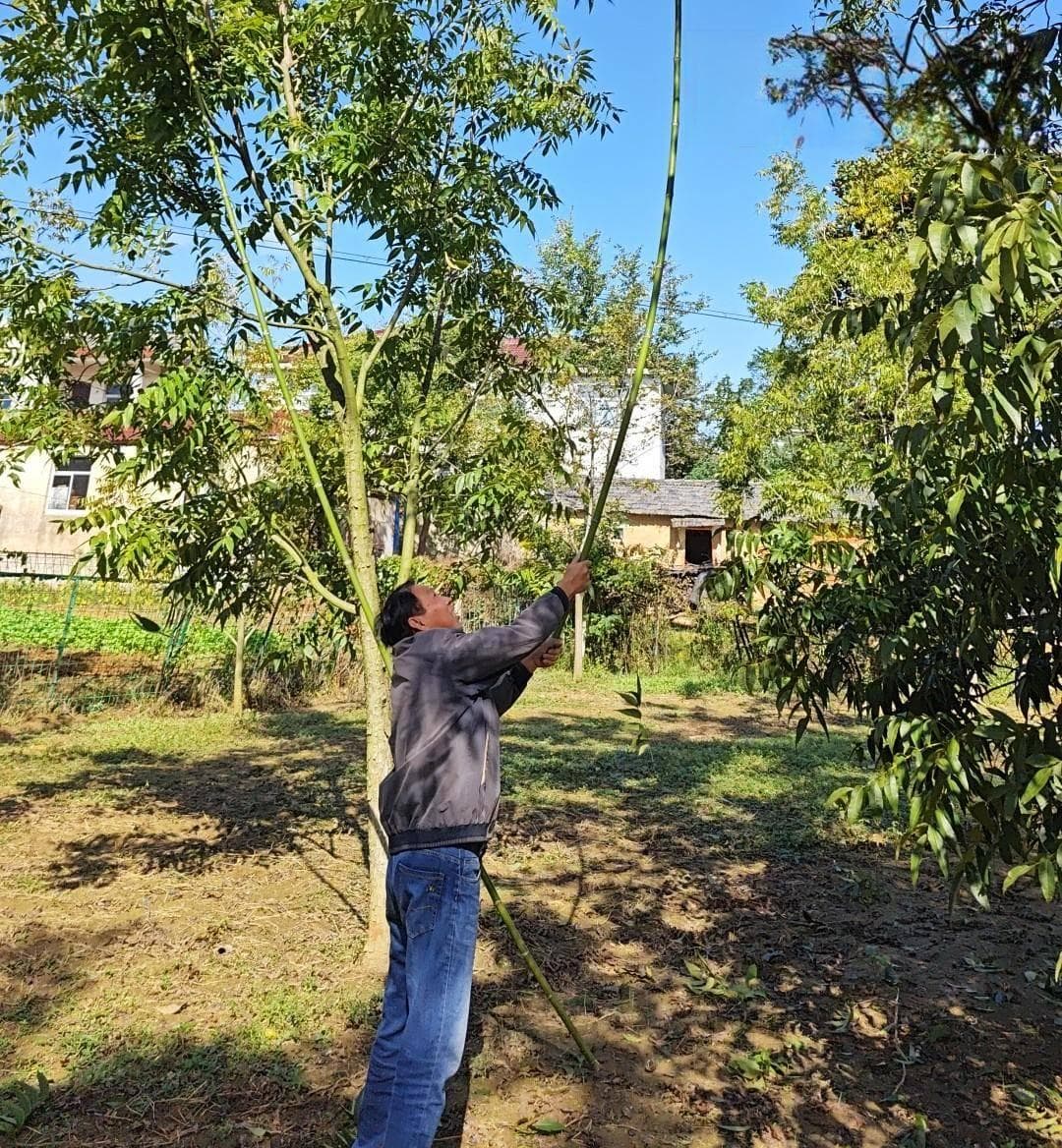 六旬"碧根果教授"爬树打果：缺乏渠道卖不出好价格，有点愁