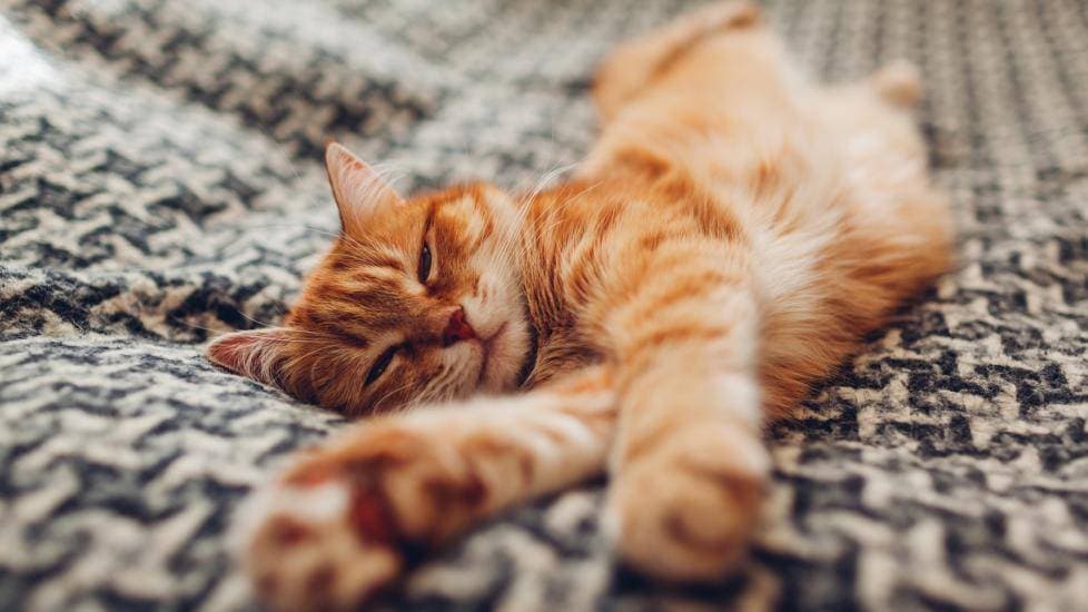 揭秘猫咪咕噜声：5大隐藏含义，让你更懂你的毛球伙伴！