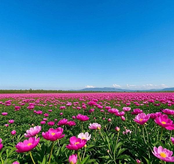 从种植端透视白芍后市，这些真相你必须知道