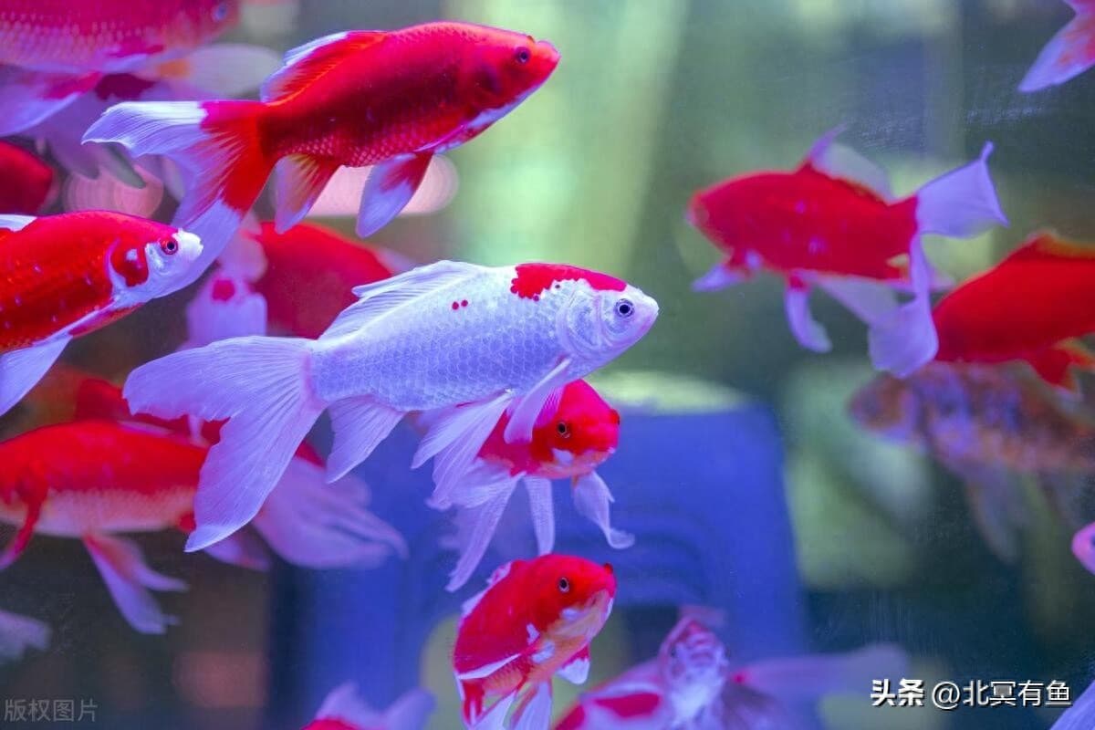 为什么养金鱼的水很容易浑（鱼缸水体变浑浊,你是怎么解决的?）