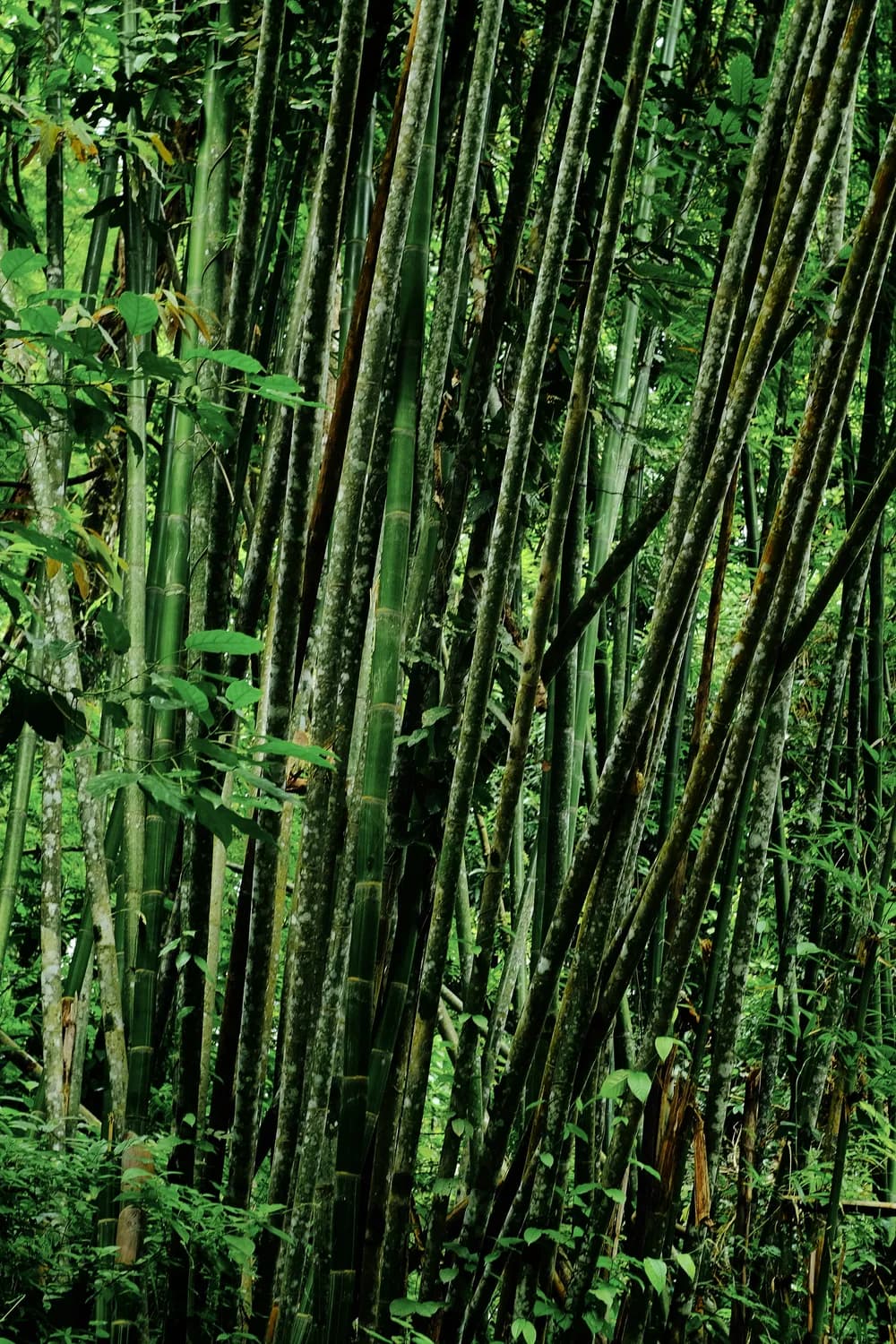连山举办麻竹种植技术培训班，助力农民增收