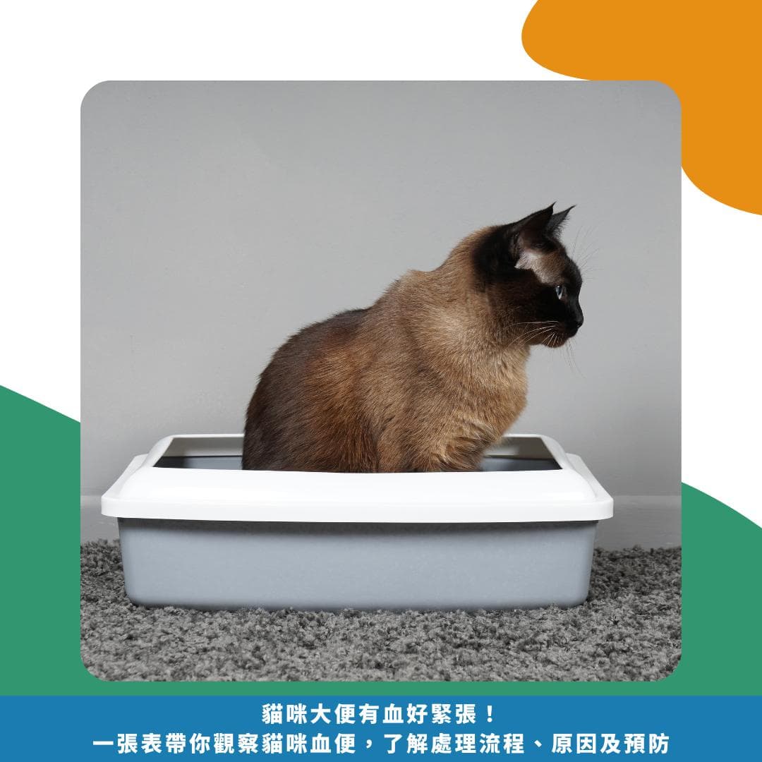 猫咪大便带血怎么办？一文详解观察要点、处理流程及预防方法